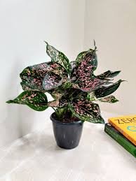 Aglaonema ‘Pink Dalmatian’ (Vạn Lộc Hồng Đốm) 3