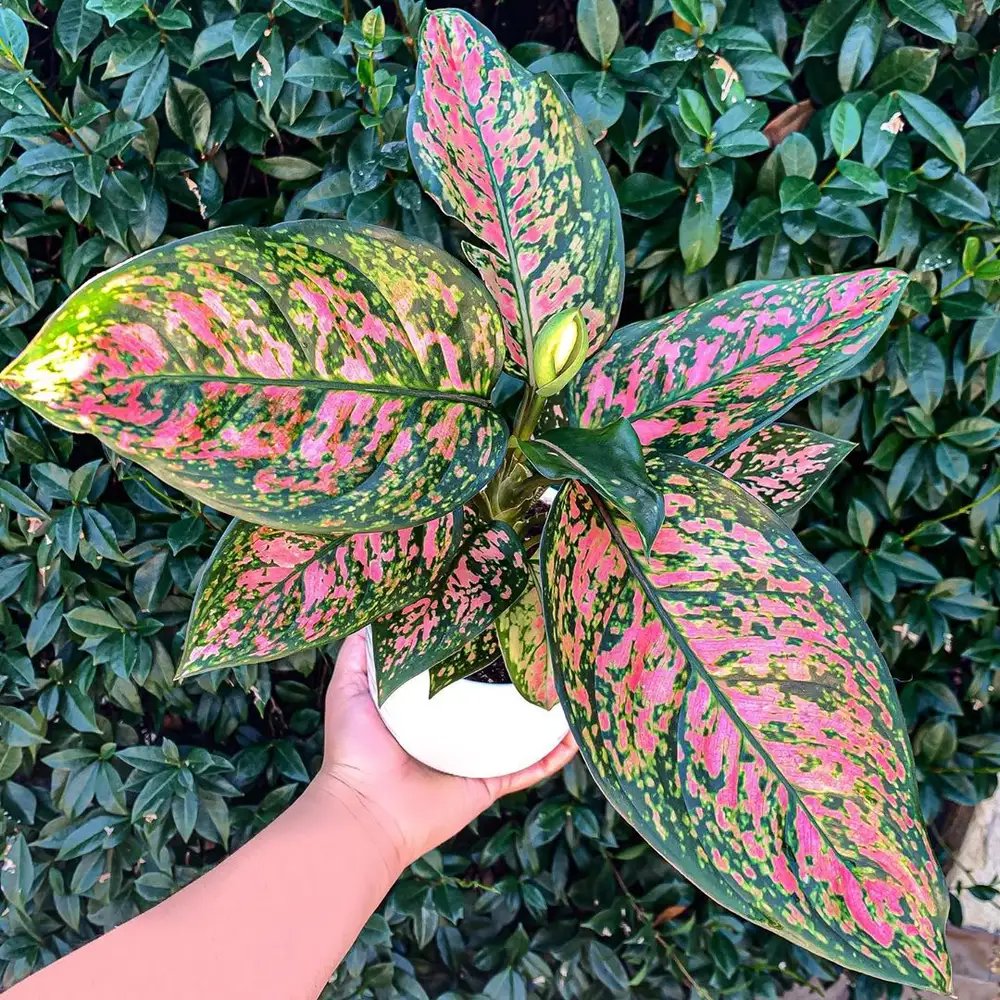 Aglaonema ‘Pink Dalmatian’ (Vạn Lộc Hồng Đốm)