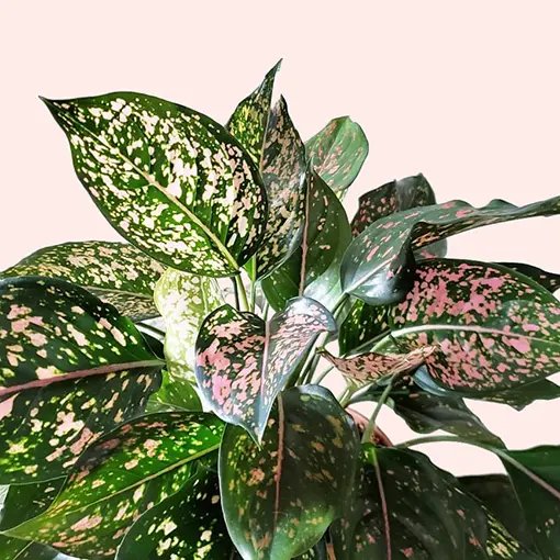Aglaonema ‘Pink Dalmatian’ (Vạn Lộc Hồng Đốm) 2