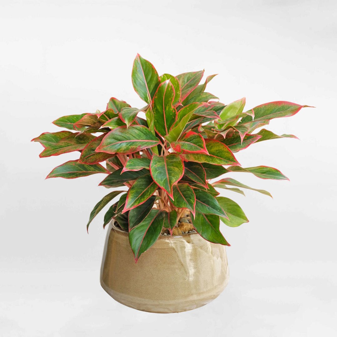 Aglaonema ‘Siam Aurora’ (Vạn lộc đỏ) 3