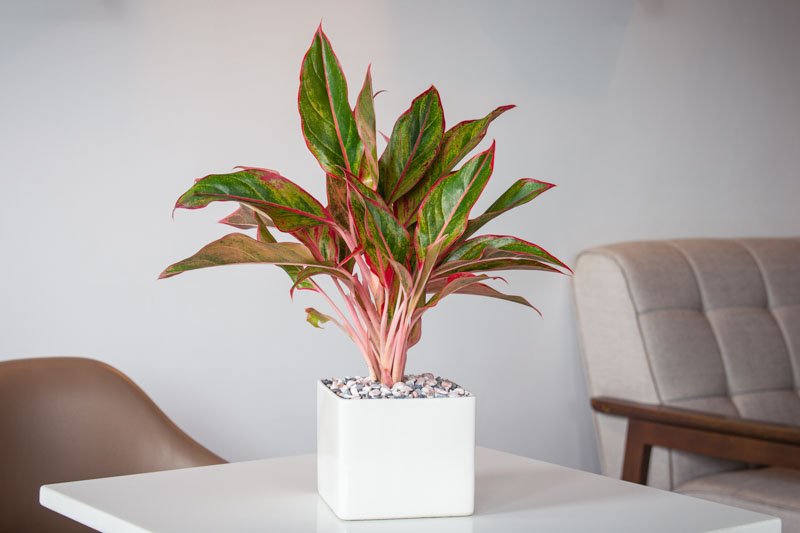 Aglaonema ‘Siam Aurora’ (Vạn lộc đỏ)