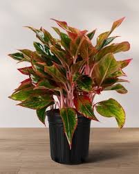 Aglaonema ‘Red Siam’