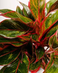 Aglaonema ‘Red Siam’ 2