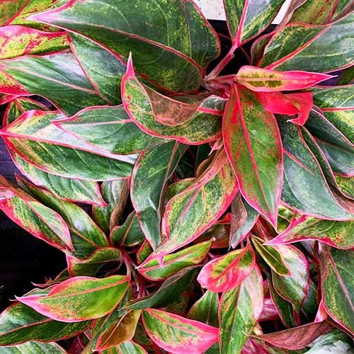 Aglaonema ‘Red Siam’ 3