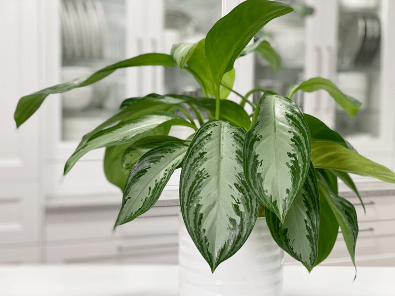Aglaonema ‘Emerald Bay’ (Ngọc ngân viền xanh) 3