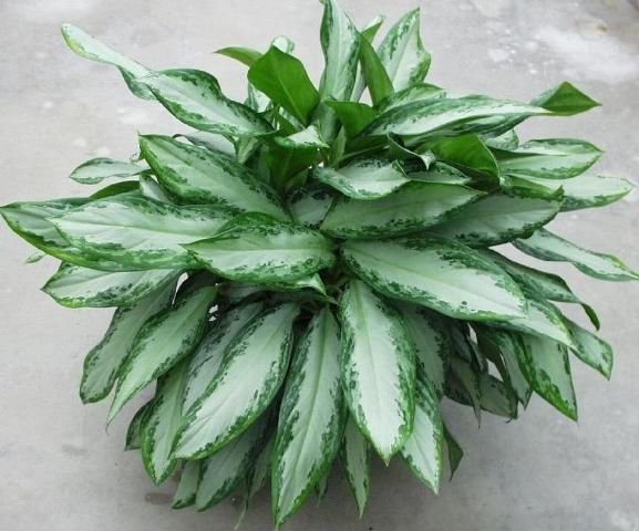 Aglaonema ‘Emerald Bay’ (Ngọc ngân viền xanh)