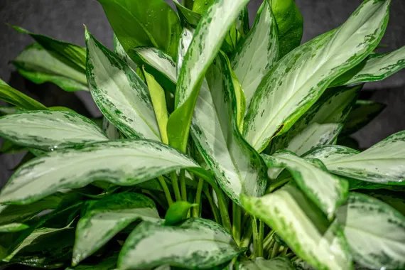 Aglaonema ‘Emerald Bay’ (Ngọc ngân viền xanh) 2