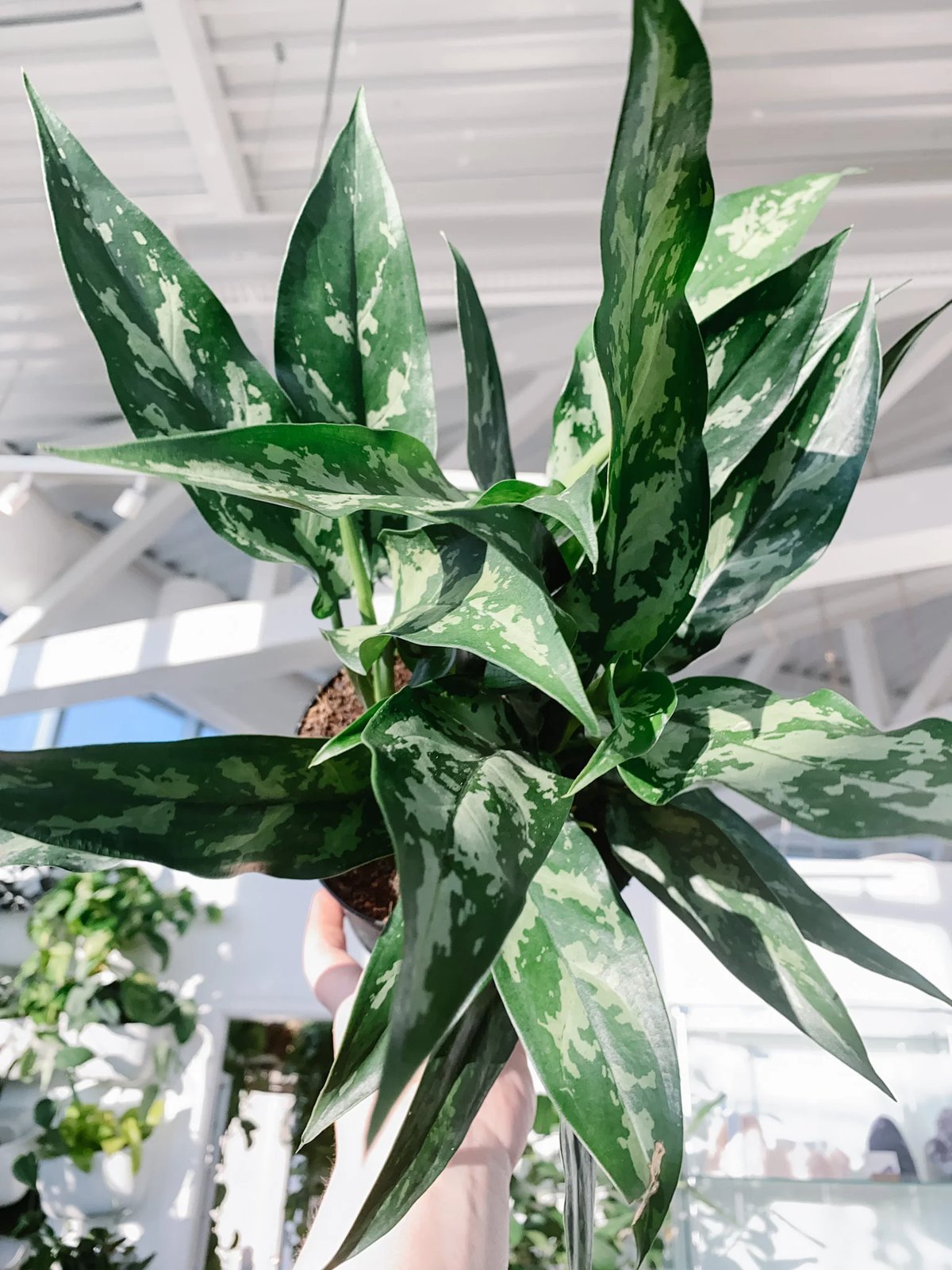 Aglaonema ‘Emerald Beauty’ (Ngọc ngân xanh) 2