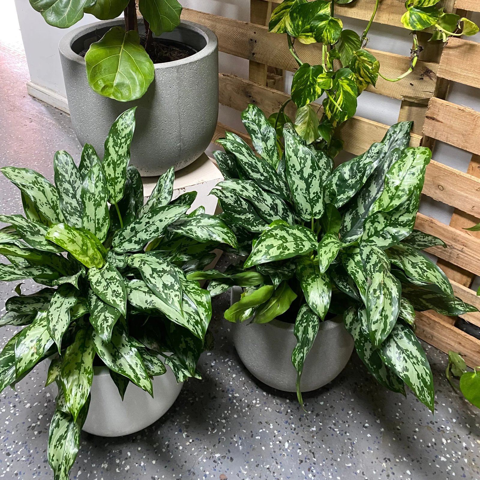 Aglaonema ‘Emerald Beauty’ (Ngọc ngân xanh)