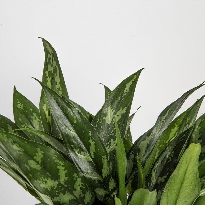 Aglaonema ‘Emerald Beauty’ (Ngọc ngân xanh) 3