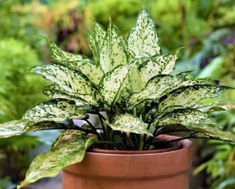 Aglaonema ‘Maria’ (Ngọc ngân xanh đậm) 2