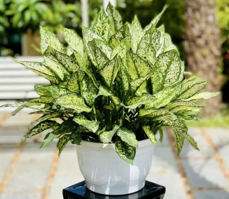 Aglaonema ‘Maria’ (Ngọc ngân xanh đậm)