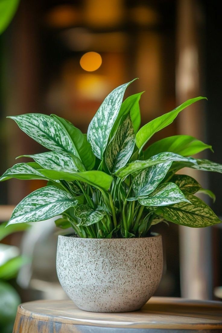 Aglaonema ‘Maria’ (Ngọc ngân xanh đậm) 3