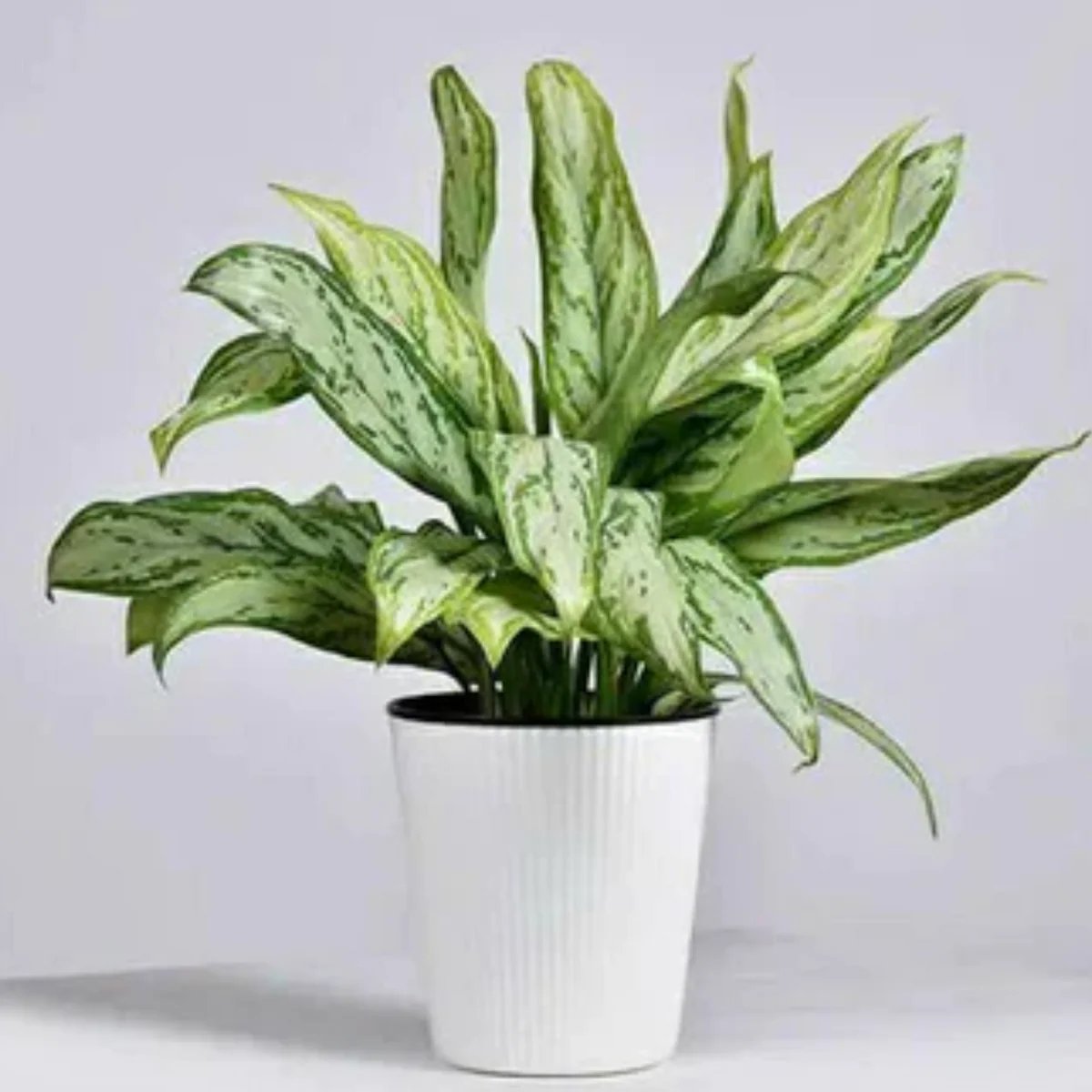 Aglaonema ‘Silver Queen’ (Ngân hậu bạc) 2