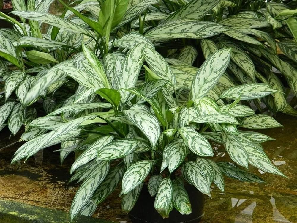 Aglaonema ‘Silver Queen’ (Ngân hậu bạc)