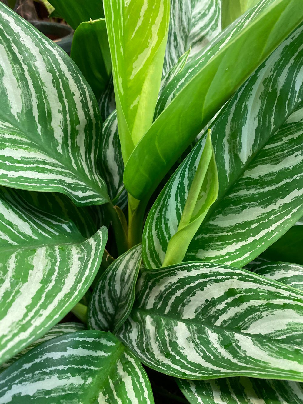 Aglaonema ‘Silver Queen’ (Ngân hậu bạc) 3