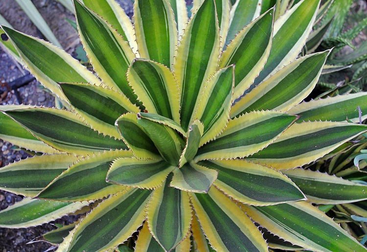 Agave lophantha / Agave univittata (Thùa sọc giữa) 3