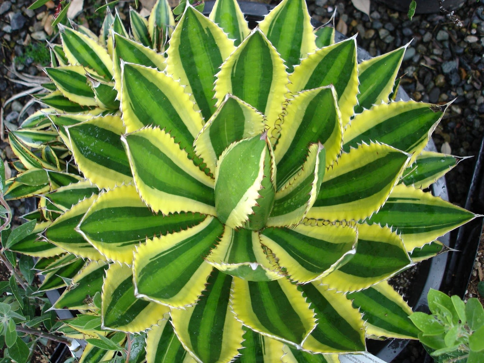 Agave lophantha / Agave univittata (Thùa sọc giữa) 2