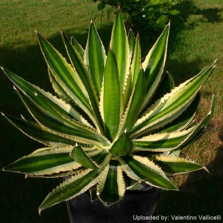 Agave lophantha / Agave univittata (Thùa sọc giữa)