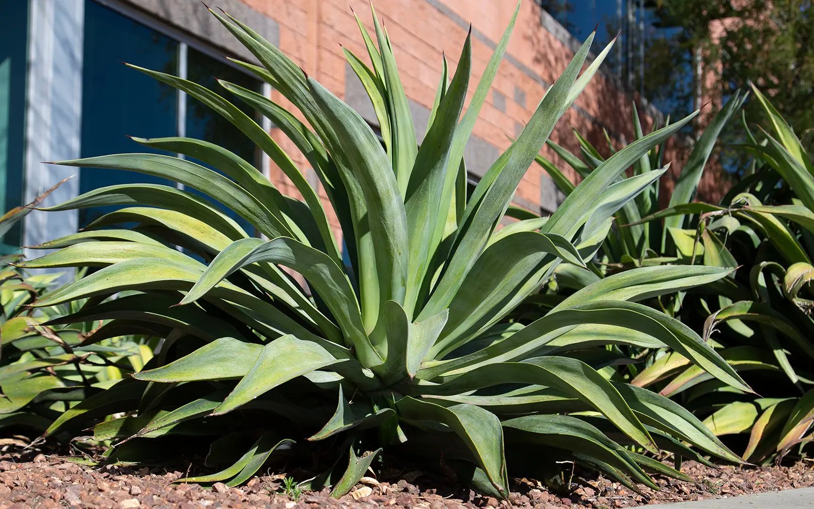 Agave Desmettiana (Smooth Agave) 3
