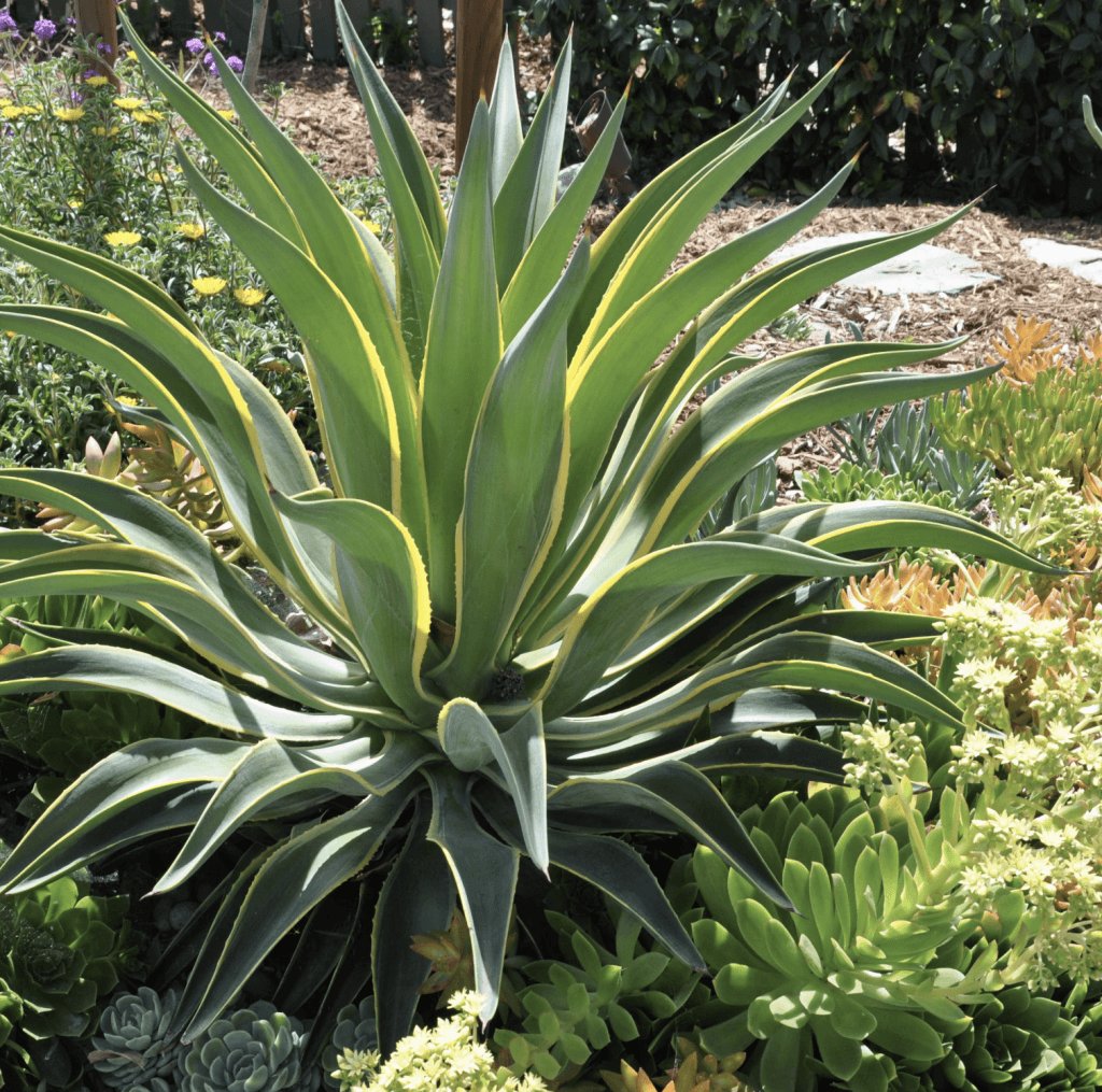 Agave Desmettiana (Smooth Agave)