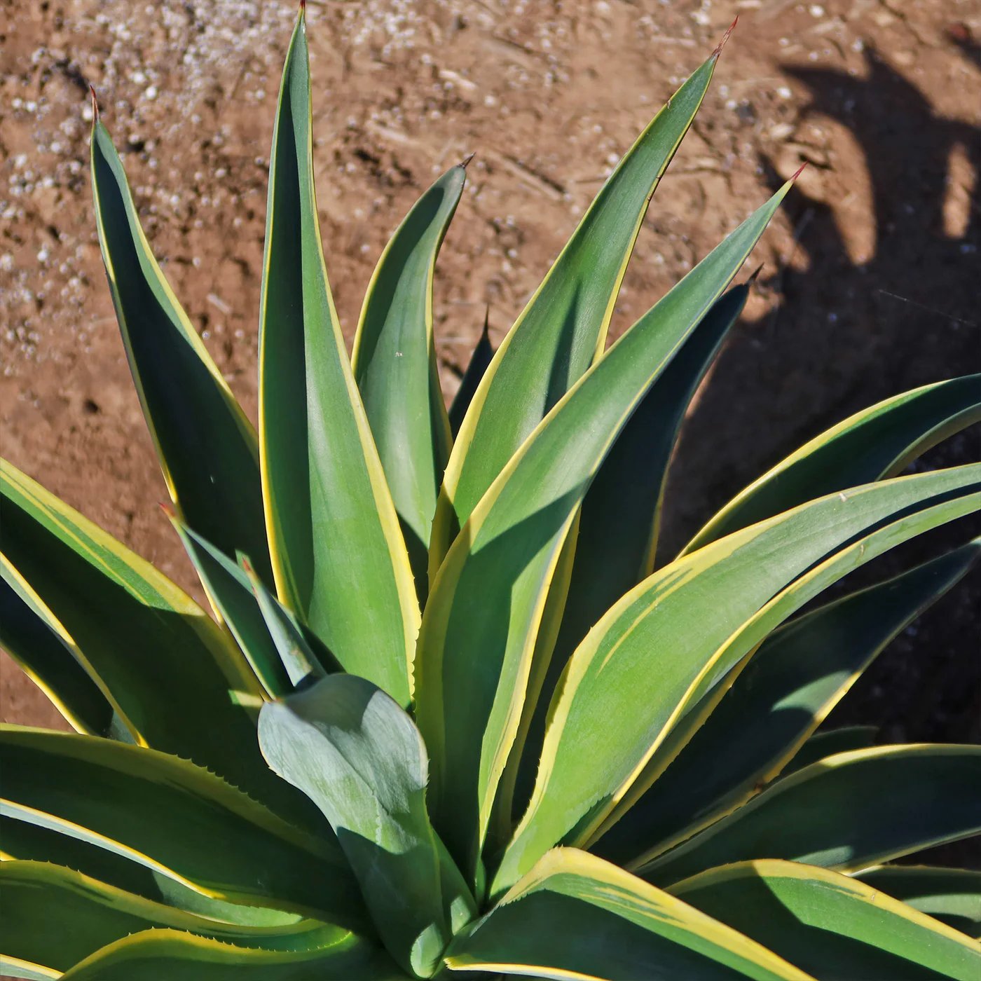 Agave Desmettiana (Smooth Agave) 2