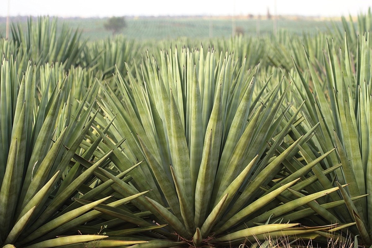 Agave salmiana (Thùa khổng lồ Mexico) 2