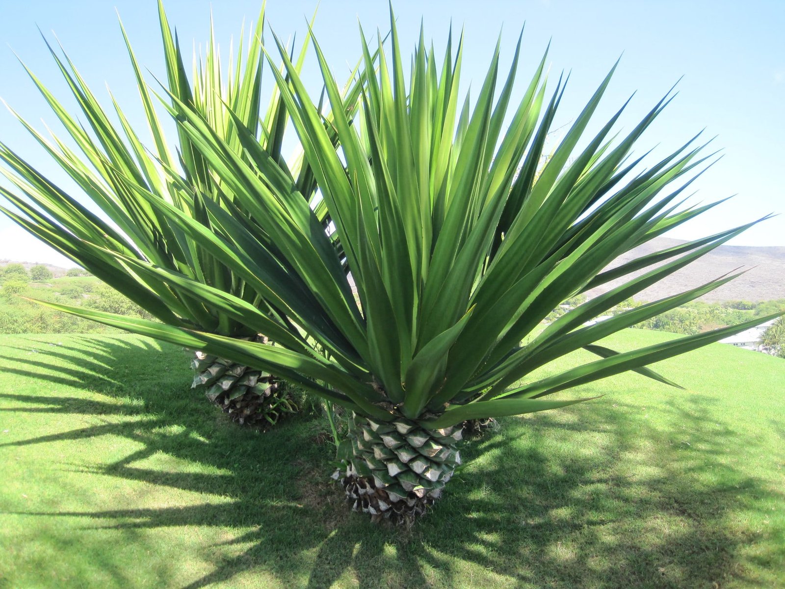 Agave salmiana (Thùa khổng lồ Mexico)