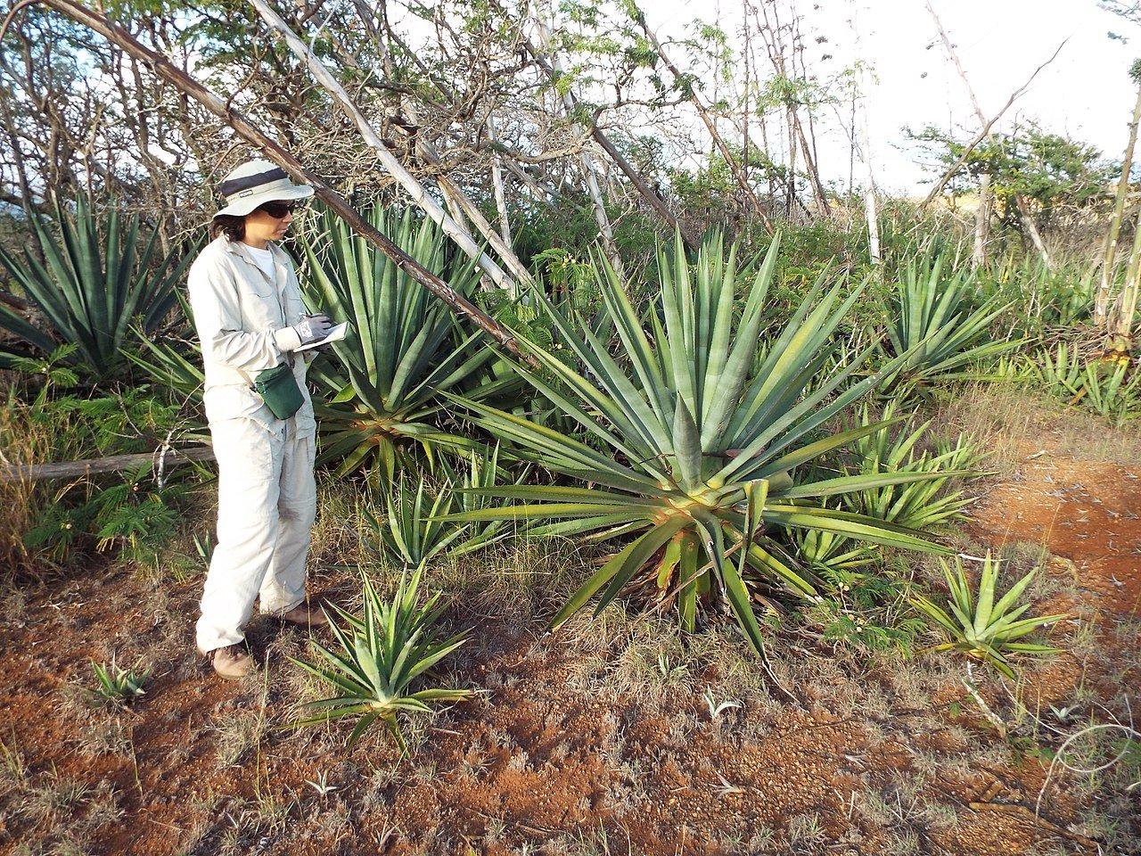Agave salmiana (Thùa khổng lồ Mexico) 3