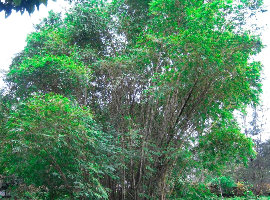 Tre Điền Trúc (Dendrocalamus asper) 3