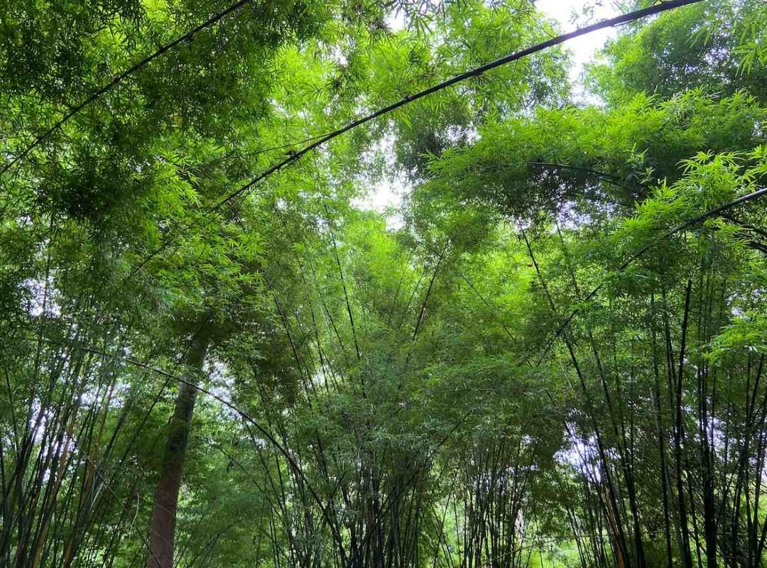 Tre Điền Trúc (Dendrocalamus asper)