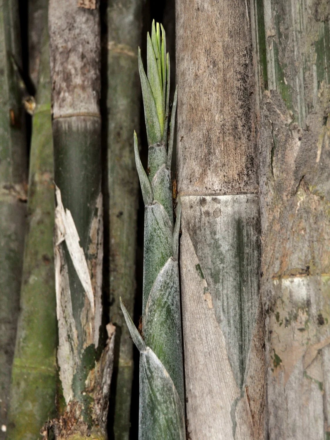Tre Điền Trúc (Dendrocalamus asper) 2