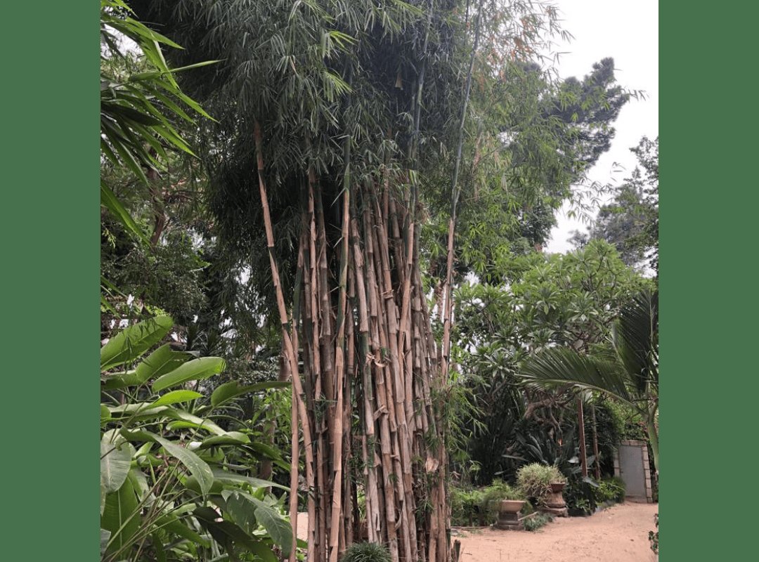 Tre Tầm Vông (Thyrsostachys siamensis) 3