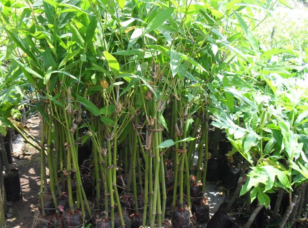 Tre Tầm Vông (Thyrsostachys siamensis) 2