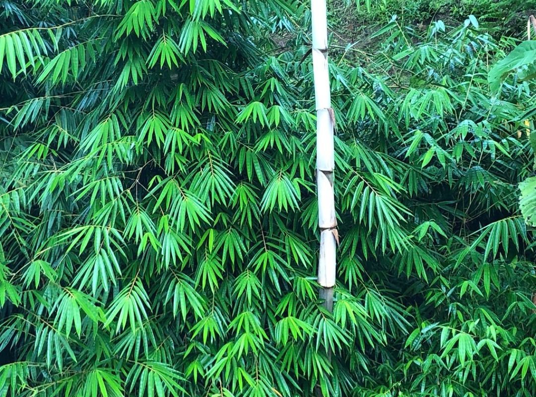 Tre Tầm Vông (Thyrsostachys siamensis)