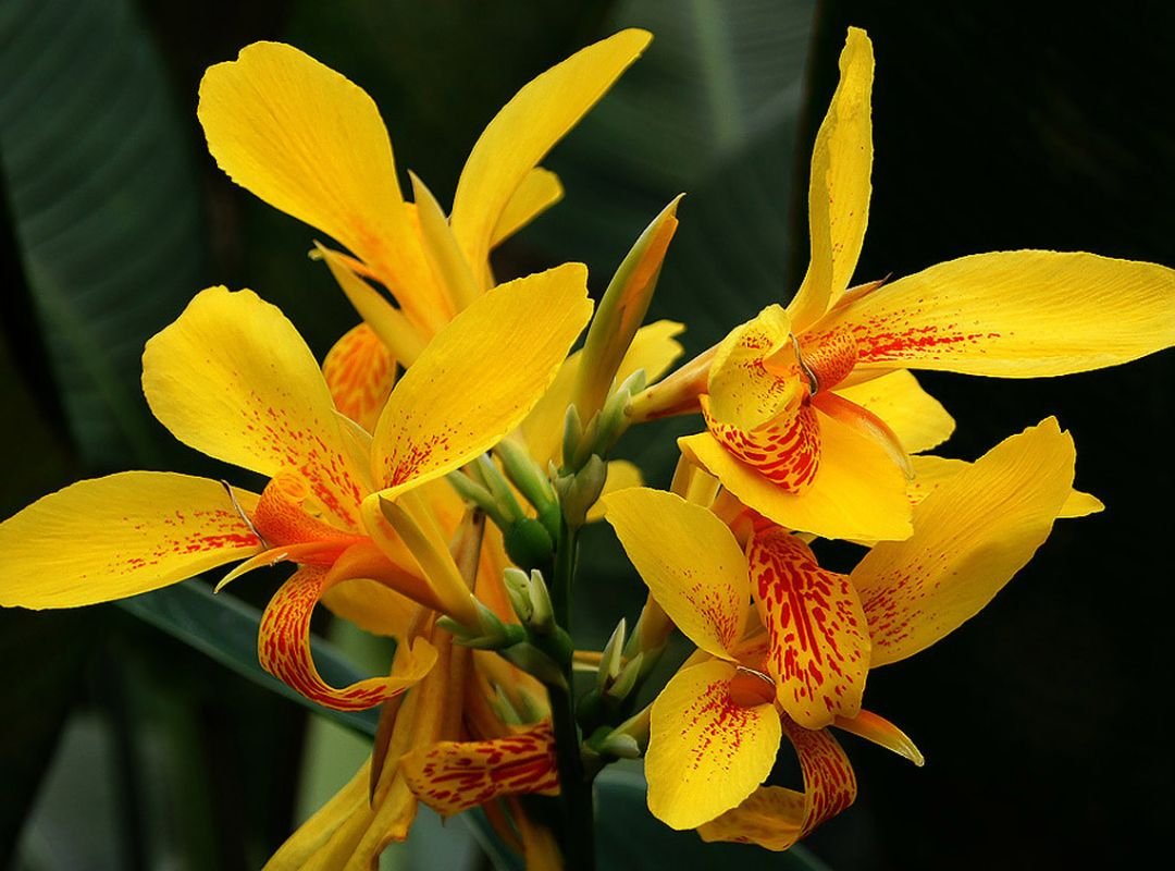 Canna Glauca 3