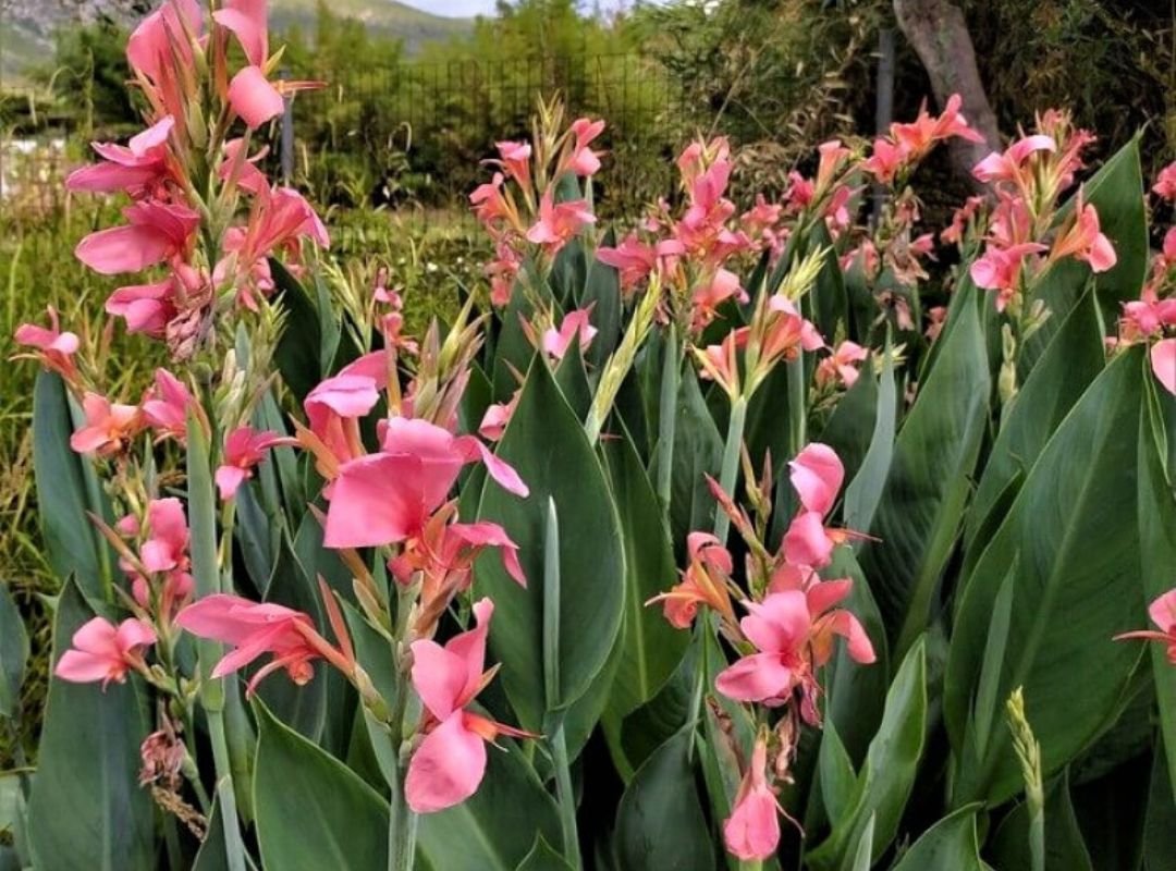 Canna Glauca