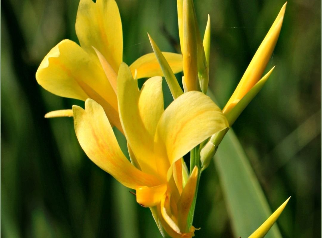 Canna Glauca 2