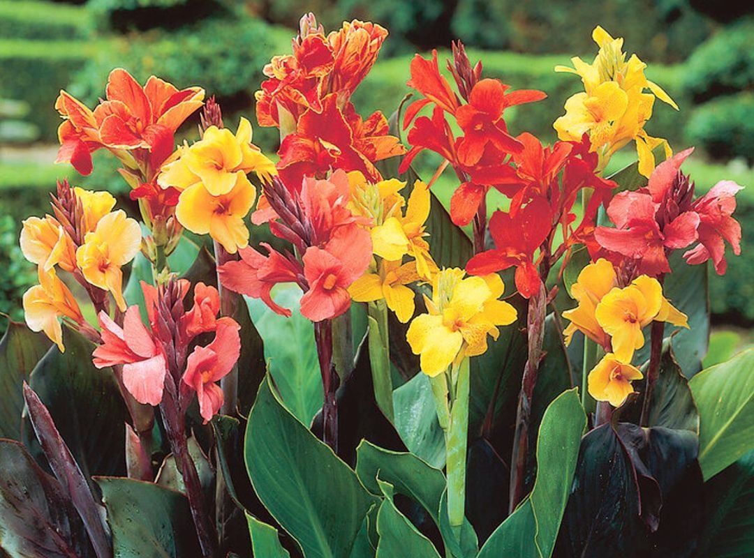 Canna Lily 3