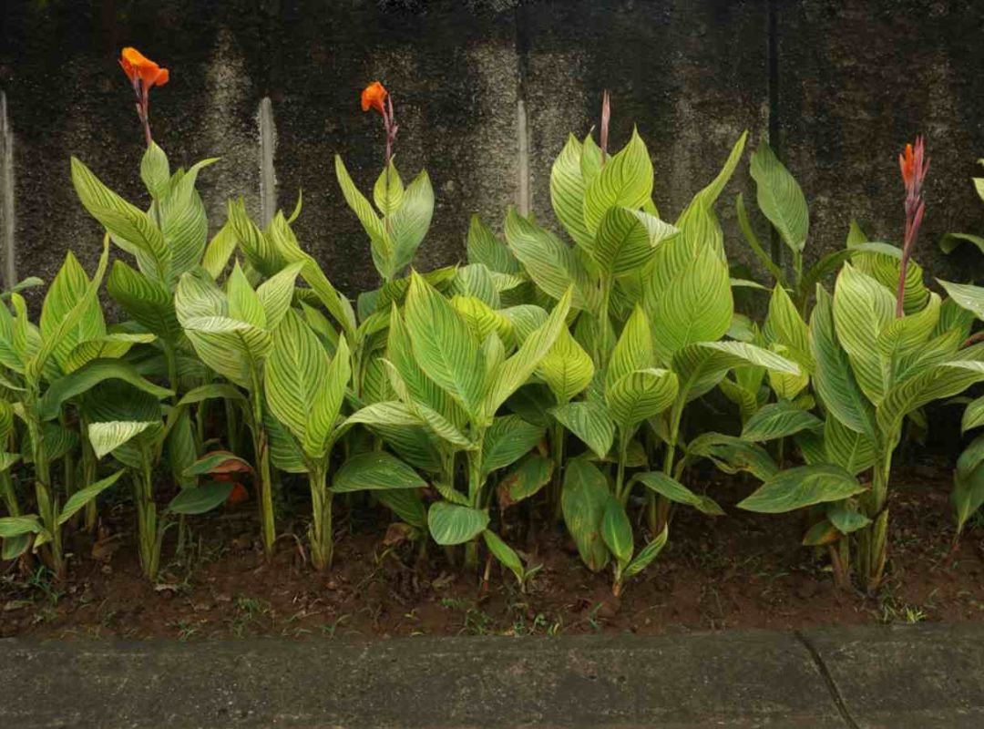 Canna Lily 2