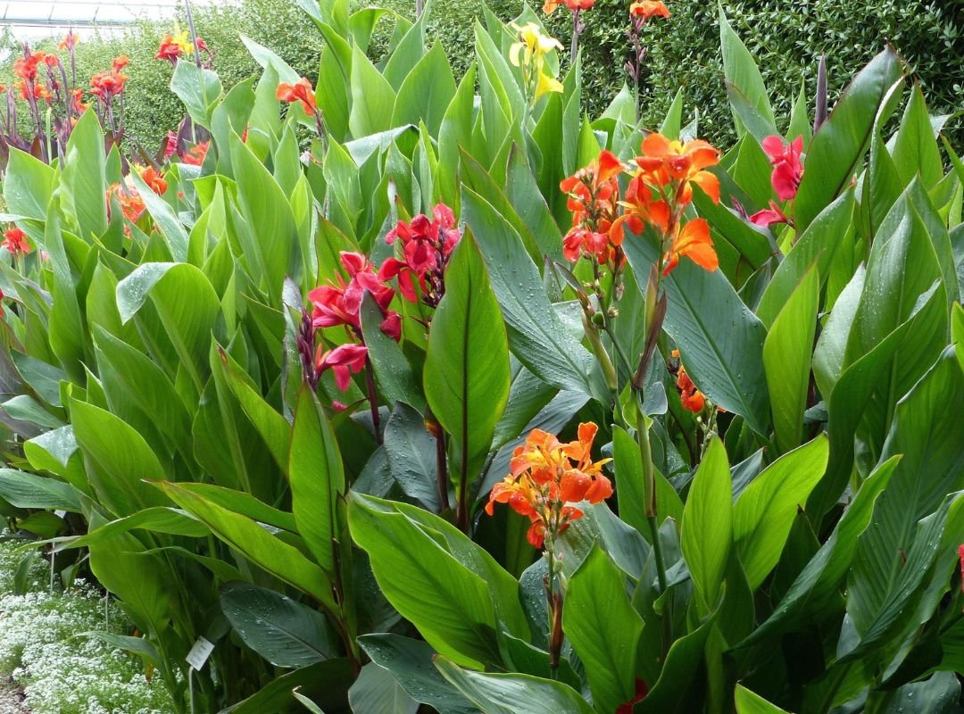 Canna Lily