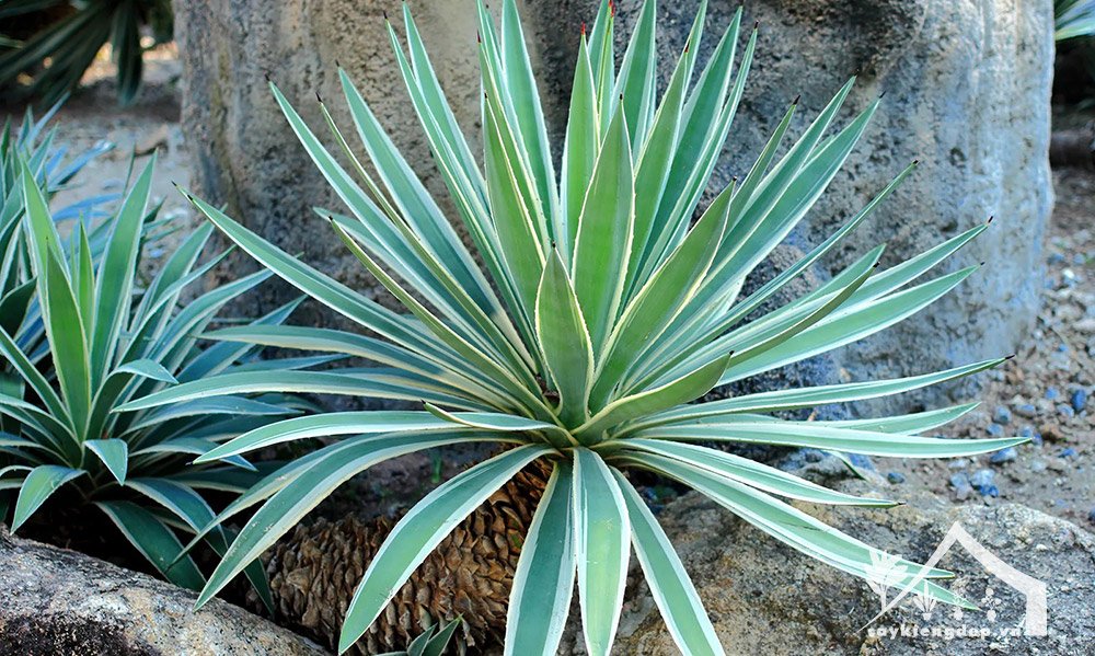 Agave angustifolia (Thùa lá hẹp / Caribbean Agave)