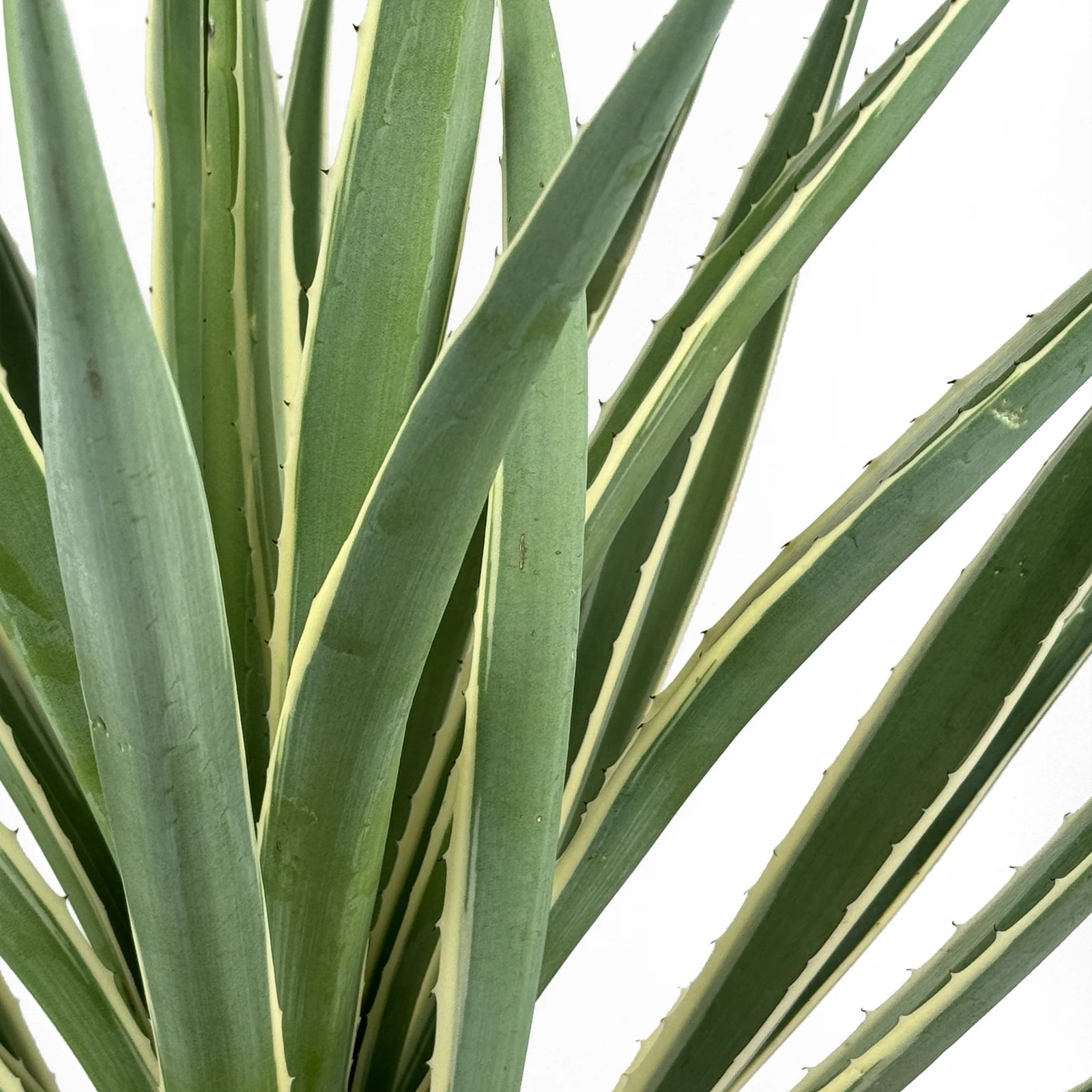 Agave angustifolia (Thùa lá hẹp / Caribbean Agave) 3