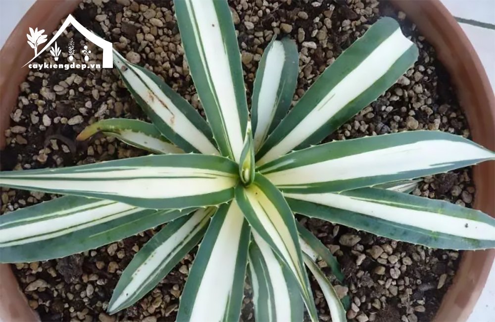 Agave angustifolia (Thùa lá hẹp / Caribbean Agave) 2