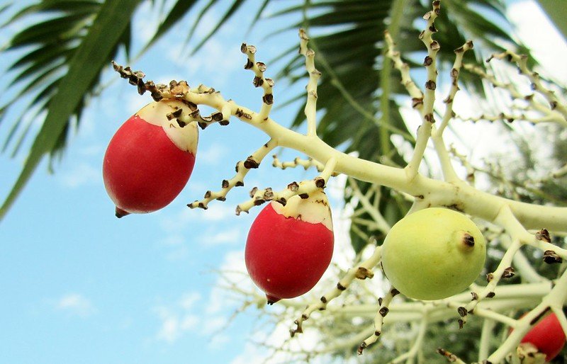 Cau Vua (Roystonea Regia) 3