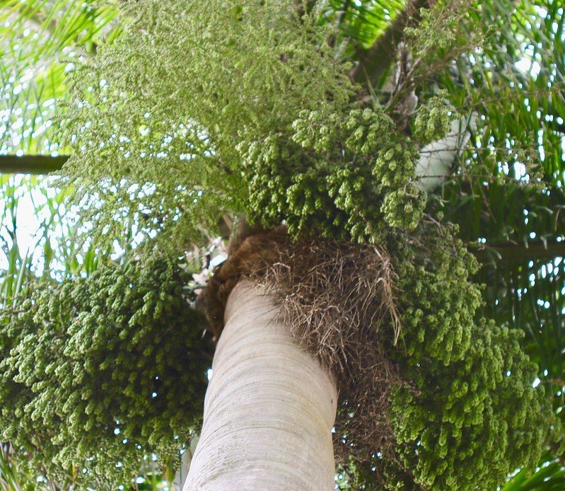 Cau Vua (Roystonea Regia) 2