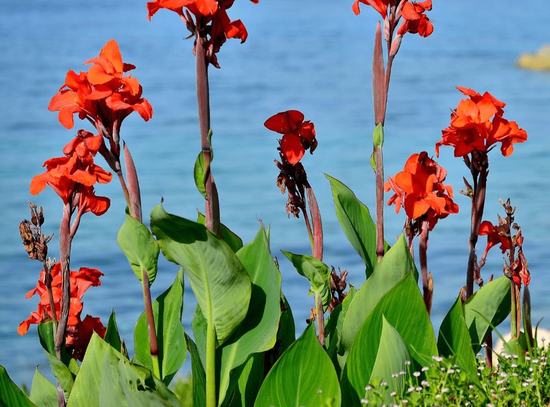 Canna Indica 2