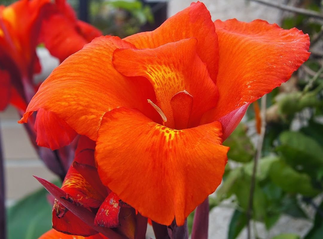 Canna Indica 3