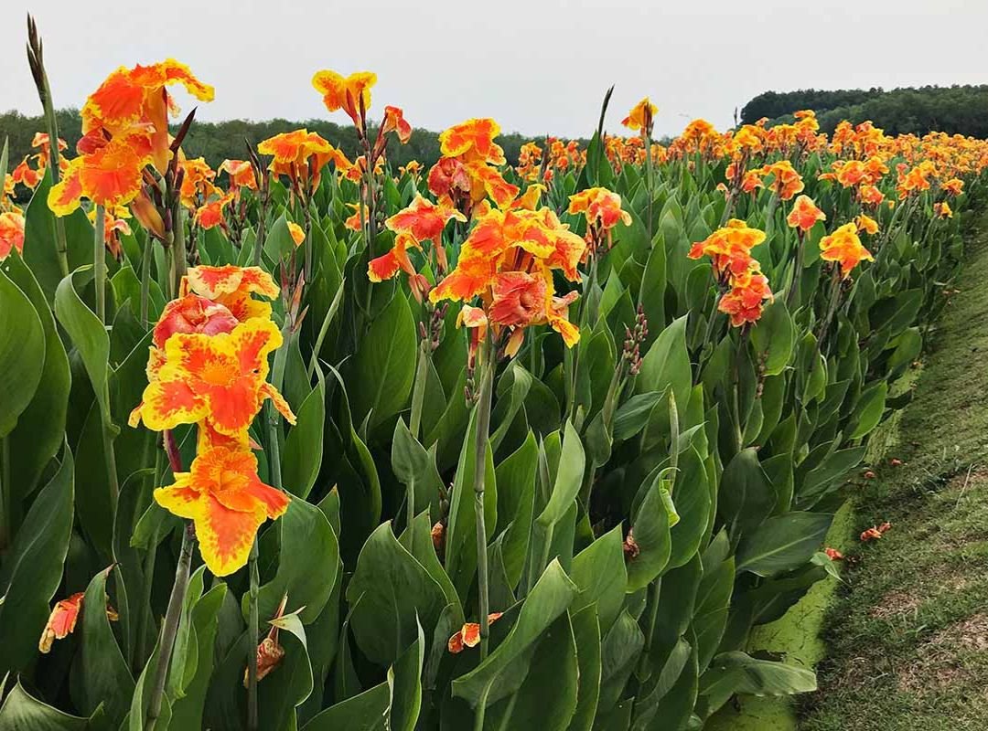 Canna Indica