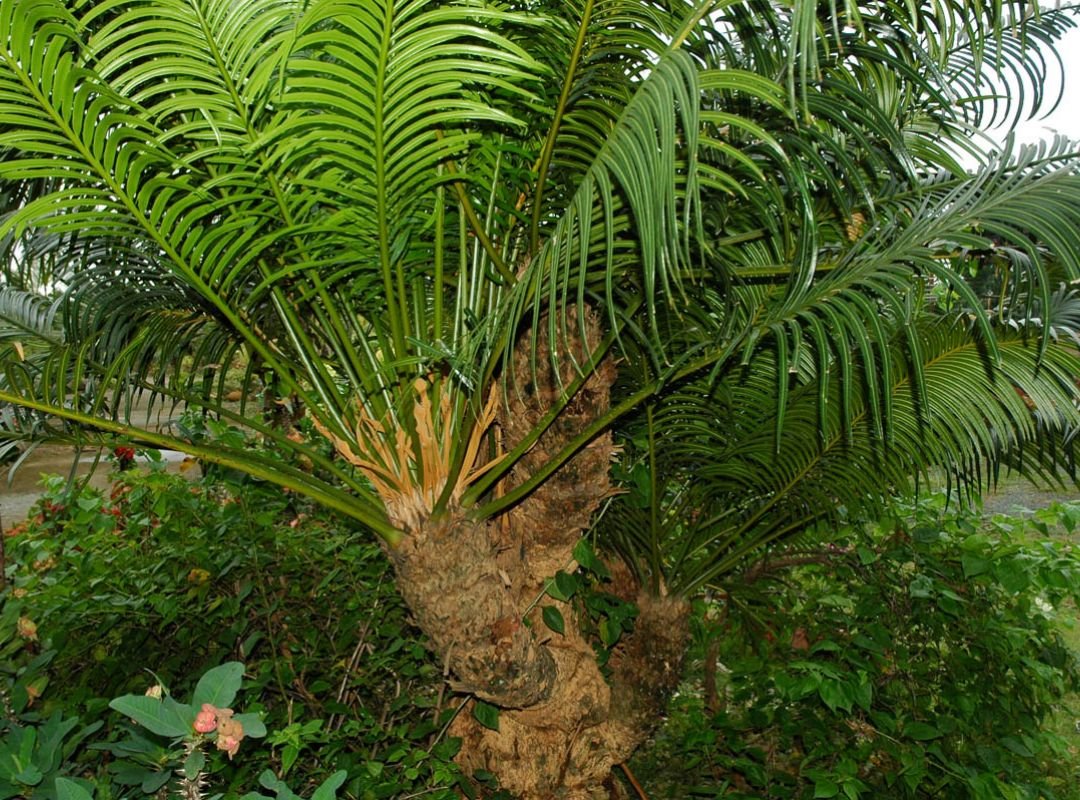 Cycas Edentata 2